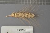 Click for 1 image(s) for this accession. Spike